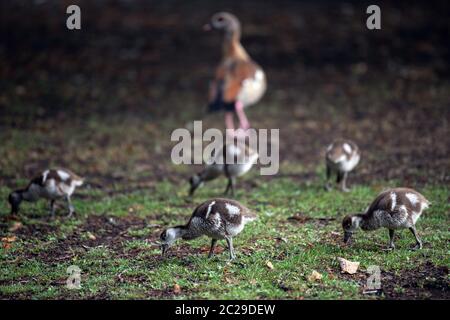 Cologne, Germany. 17th June, 2020. Chicks of Nile geese eat the grass in a meadow in Cologne's Volksgarten. Credit: Federico Gambarini/dpa/Alamy Live News Stock Photo