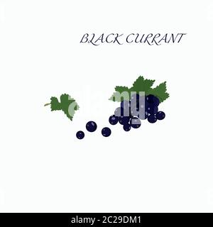 Vector set of fresh ripe berries. Black currant with leaves. Stock Vector