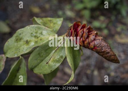 Wilder Ingwer, Costus sp., Costaceae, Santa Elena Cloud Forest, Reserve, Costa Rica, Centroamerica Stock Photo