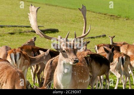Fallow deers in a herd on meadow Stock Photo