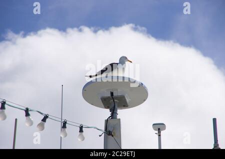 Eine große Silbermöwe sitzt auf der Satelitenschüssel einer Fähre vor Wolkenhimmel Stock Photo