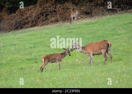 Red deer, cervus elaphus, youngster standing close to its mother on a green meadow in summer with copy space. Animal maternity in wilderness. Stock Photo