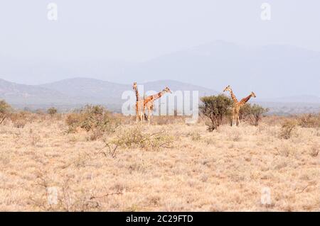 Reticulated giraffes, Giraffa reticulata, in Samburu National Reserve. Kenya. Africa. Stock Photo