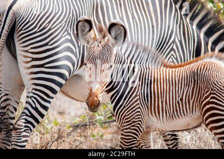 Grevy's zebra, Equus grevyi, calf in Samburu National Reserve. Kenya. Africa. Stock Photo