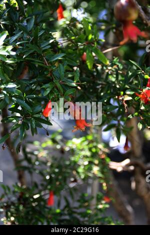 A pomegranate tree Stock Photo