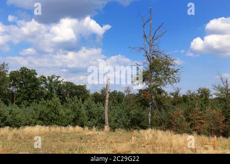 Deadwood on the inland dune Saupfergbuckel near Walldorf Stock Photo