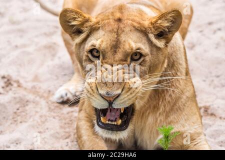 Lioness Close-up portrait, face of a female lion Stock Photo