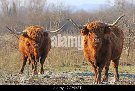 Two Scottish Highland cattle on a cold foggy winter morning Stock Photo