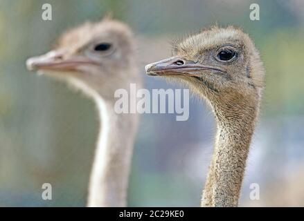 Two African ostriches Struthio camelus as a head study