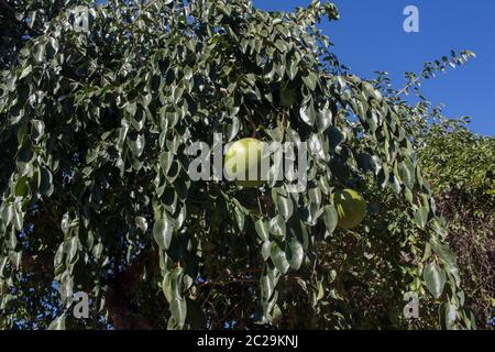 Strychnos spinosa indigenous tree bearing some green monkey orange wild fruits in Africa Stock Photo