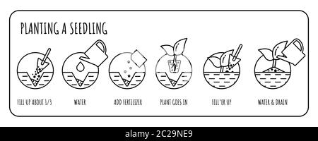 Steps in Transplanting Seedlings. Seedling gardening plant. Stock Vector