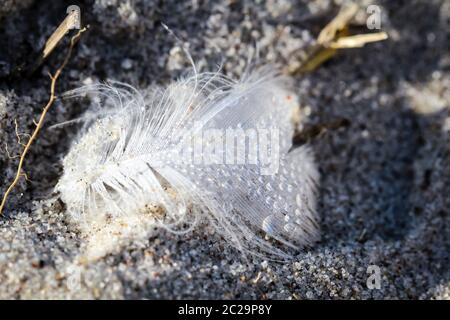 wet white feather on the sand of the baltic sea Stock Photo