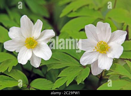 Flowers from the bushwind anemone nemorosa in close-up Stock Photo