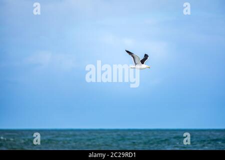 seagull flying over the ocean Stock Photo