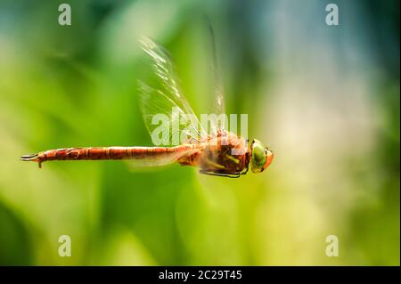 Dragonfly close-up in flight Stock Photo