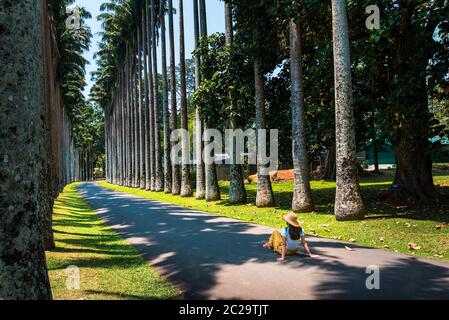 Woman exploring palm alley at Royal Botanical Gardens in Kandy Sri Lanka. Asian tropical landscape travel scenery Stock Photo