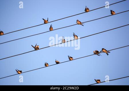 The Swallows, Martins And Saw-Wings, Or Hirundinidae, Are A Family Of Passerine Birds Found Around The World On All Continents, Stock Photo