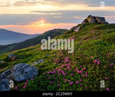 Pink rose rhododendron flowers on sunset summer mountain top Stock Photo