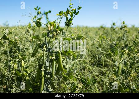 Pods of peas close-up on a field at clear sunny day. Growing peas for grain on an industrial scale.