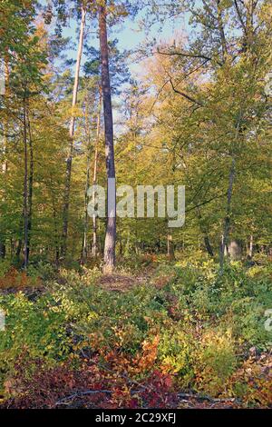Red beech and pine in October Stock Photo