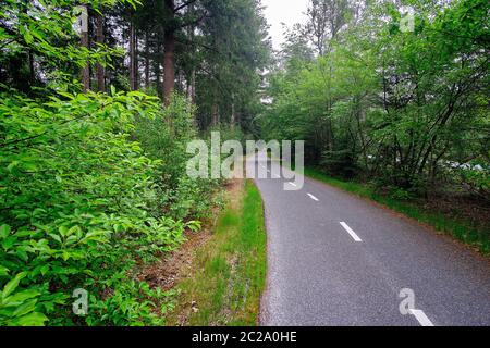 Bicycle path in forest, green trees. Dutch people often use their bike as a daily mode of transport. Stock Photo