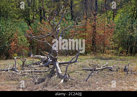 Tree skeleton on the inland dune Saupfergbuckel near Walldorf Stock Photo