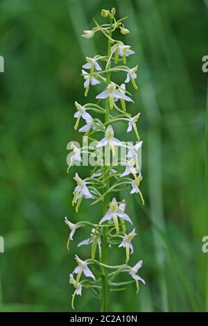 Macro Two-leafed forest hyacinth Platanthera bifolia from the Lily Valley near Ihringen Stock Photo