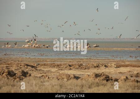 A colony of pelicans.ducks and gulls enjoying the afternoon sun on a sandy island in the Aral sea Stock Photo