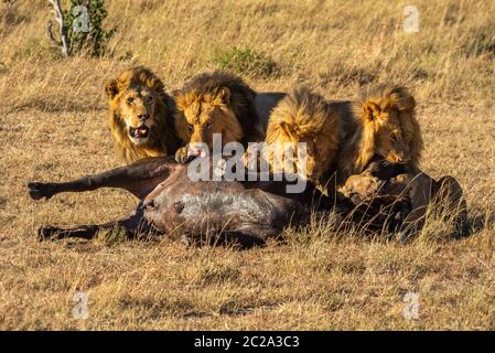 Four male lions feeding on Cape buffalo Stock Photo