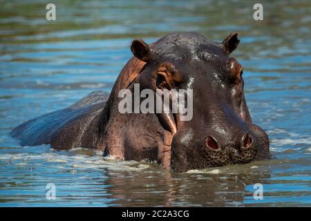 Hippo stands in hippo pool eyeing camera Stock Photo