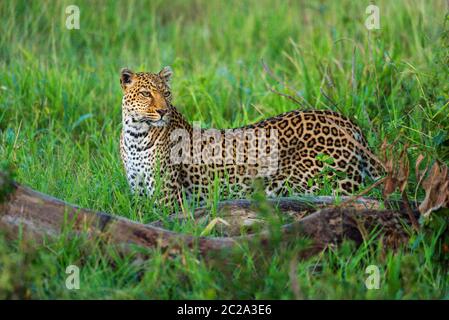 Leopard stands in long grass near logs Stock Photo