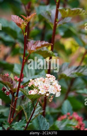 Physocarpus opulifolius 'Summer Moon', Tuimon'. Common ninebark, Eastern ninebark, Atlantic ninebark, or simply ninebark 'Summer Moon' Ninebark 'Tuimo Stock Photo