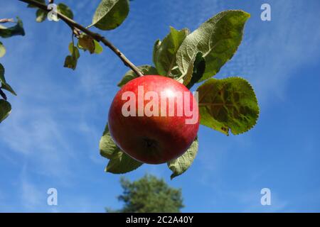Red Elstar apple Stock Photo