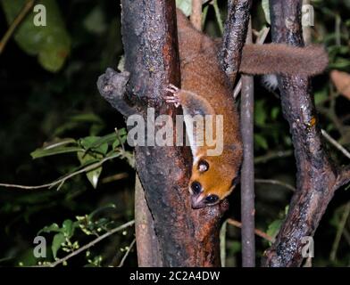 Night Portrait of the brown mouse lemur Microcebus rufus aka eastern rufous or russet in Ranomafana, Fianarantsoa, madagascar Stock Photo