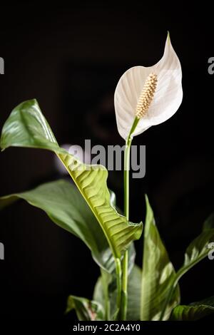 Dark floral spathiphyllum banner or background with a blank space for a text Stock Photo