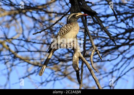 African grey hornbill in the kruger national park Stock Photo