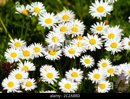 Beautiful spring close-up view of daisies in a meadow or garden in the Netherlands Stock Photo