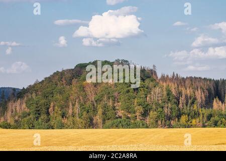 Drought in Harz dying forest follow climate change Stock Photo