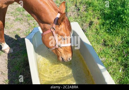 Portrait of a brown horse drinking from an old bathtub in a green meadow Stock Photo