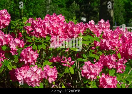 Rhododendron blooming flowers in the spring garden. Pacific rhododendron or California rosebay evergreen shrub. Beautiful pink Rhododendron close up Stock Photo