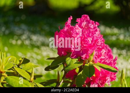 Rhododendron blooming flowers in the spring garden. Pacific rhododendron or California rosebay evergreen shrub. Beautiful pink Rhododendron close up Stock Photo