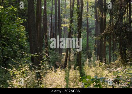 Frash Alder tree mixed forest in summertime morning with sunlight entering, Bialowieza Forest, Poland, Europe Stock Photo