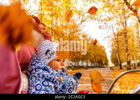 A little Caucasian baby toddler girl sits in a stroller in autumn and watches yellow and red leaves fall. Seasons. Stock Photo