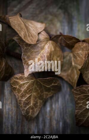 A closeup of dead Ivy leaves on a wooden fence. Hedera helix. Stock Photo