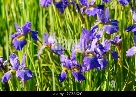 Close up of purple Japanese iris flowers. Blue flower irises- nature summer sunny background. Soft focus with bokeh. Stock Photo