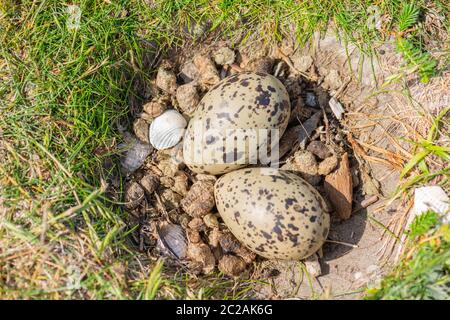 Bird´s eggNorth Sea island of Neuwerk in the Wadden Sea, Federal State of Hamburg, UNESCO World Heritage, North Germany, Europe Stock Photo