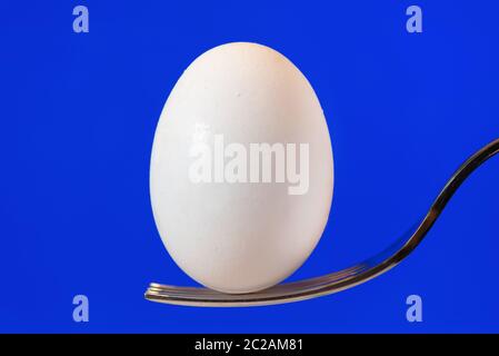 White egg on fork with blue display background Stock Photo