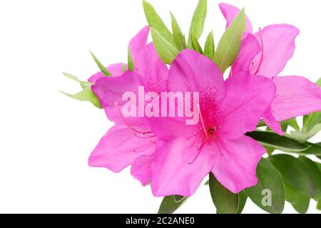 blooming purple azalea flower isolated on white background Stock Photo