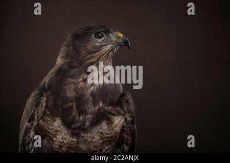 Studio portrait of a Harris Hawk seen from the side againt a brown background Stock Photo