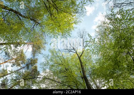 A view to the sky in the forest as a concept of freedom and living in harmony with nature Stock Photo
